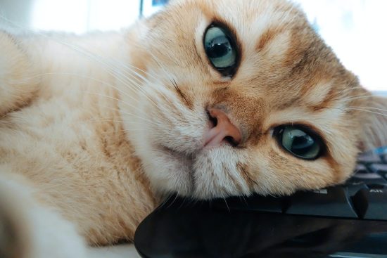 cat-face.jpg