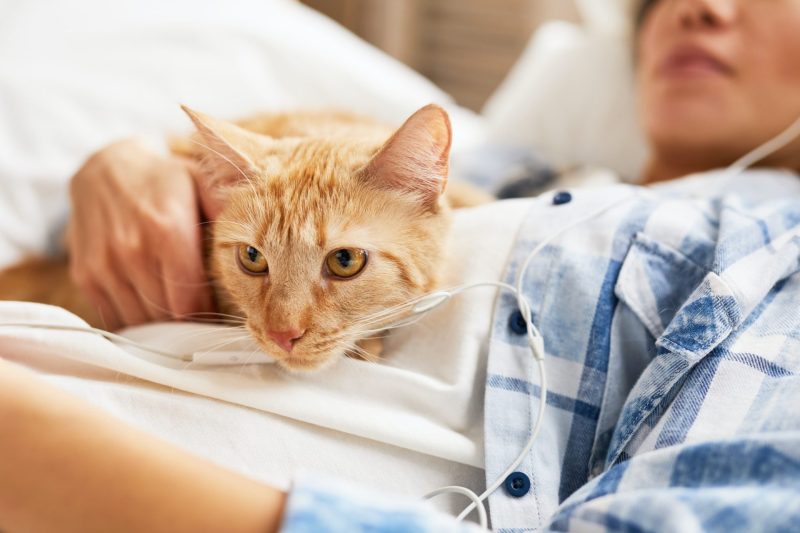 cat-lying-on-belly.jpg